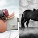 Isager-horse -3
