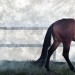 Isager-horse -7