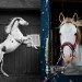 Isager-Horse6