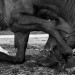 Isager-Horse8